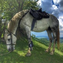 Tabăra de echitaţie